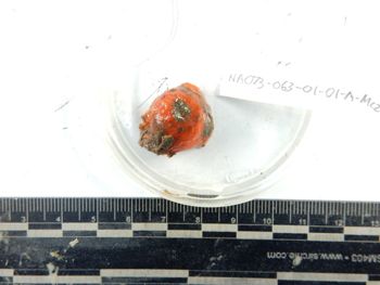 Media type: image; Invertebrate Zoology 139281